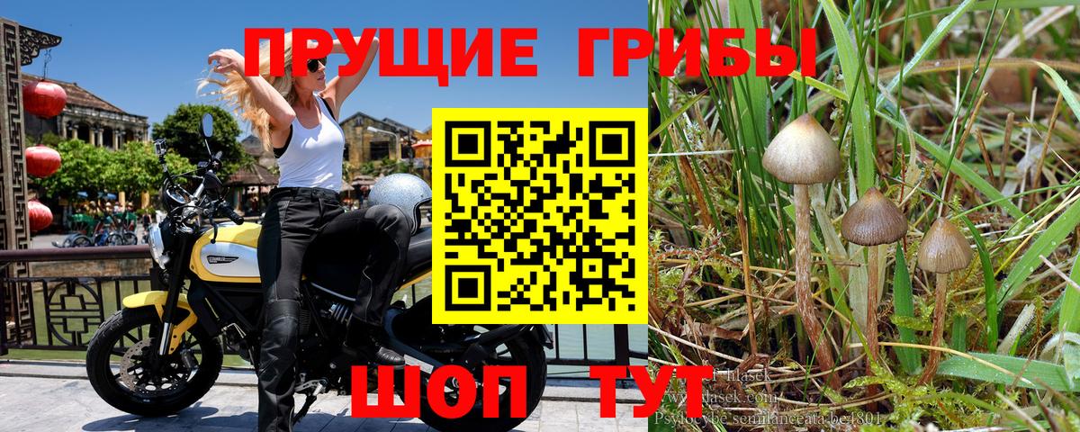 купить наркотик  Псилоцибиновые грибы MAGIC MUSHROOMS  Норильск  Вход с VPN  Псилоцибиновые грибы мухоморы 